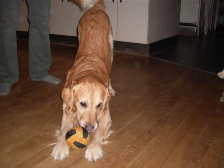 Golden retriever Charlie billede 20