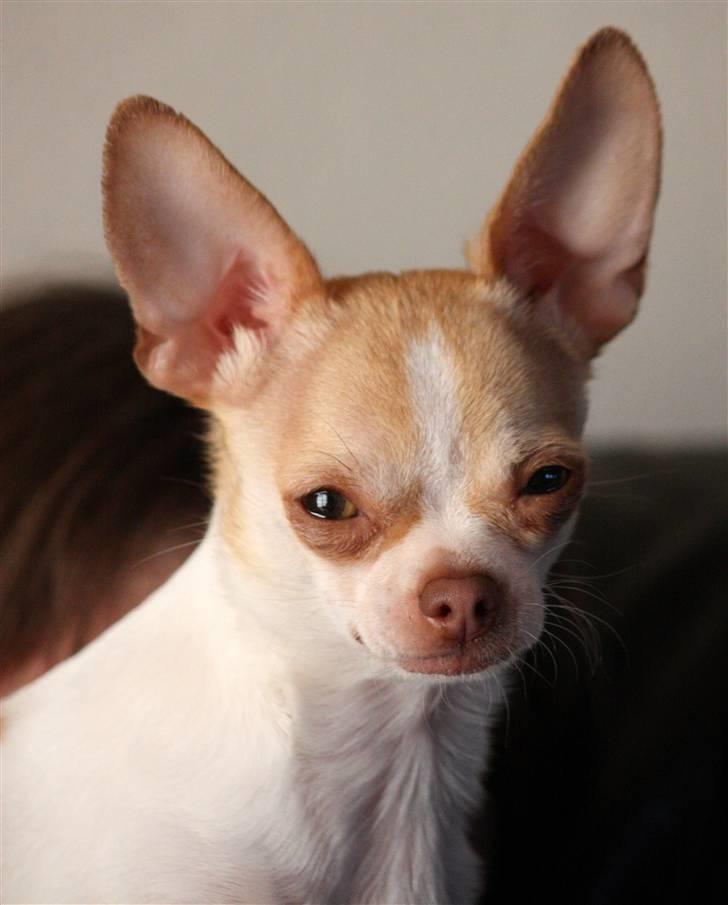 Chihuahua ELLA billede 10