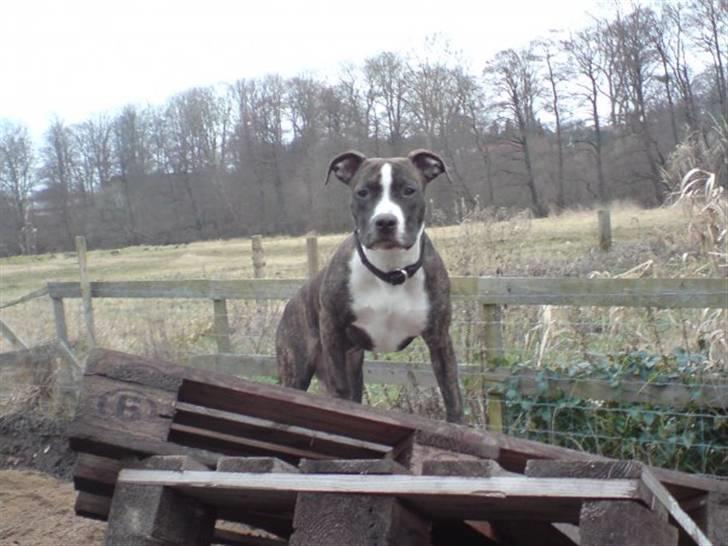 Amerikansk staffordshire terrier Belle - hun ved hun ejer haven. ;) billede 8