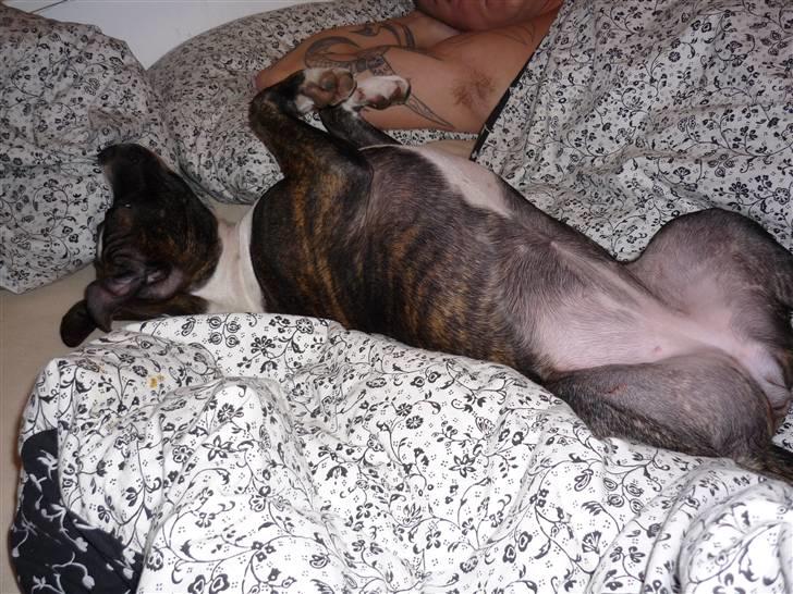 Amerikansk staffordshire terrier Belle - jah. det kan være hårdt at være belle nogle gange.  billede 9