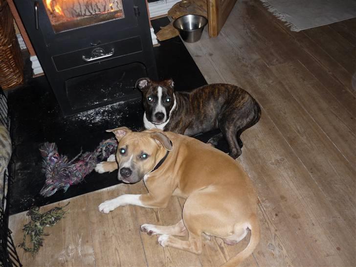 Amerikansk staffordshire terrier Belle - belle og freja hygger ved brænde ovnen billede 10