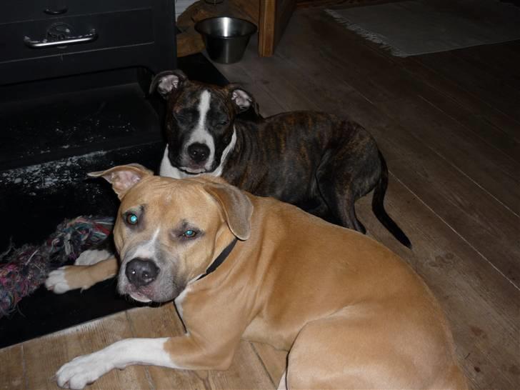 Amerikansk staffordshire terrier Belle - belle og freja hygger ved brænde ovnen billede 11