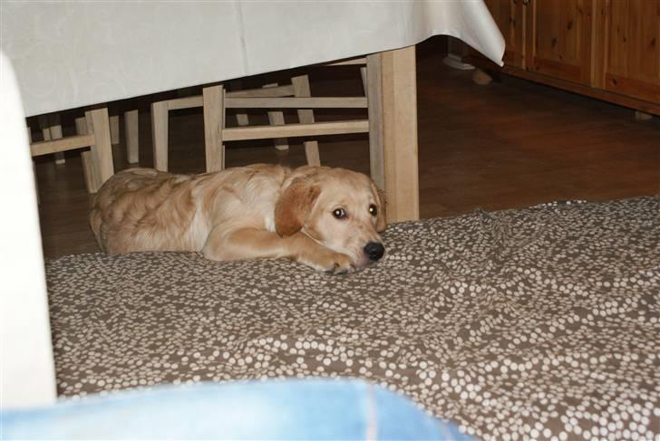 Golden retriever Lady Molly ll - En træt Molly. 11-2-09 billede 17