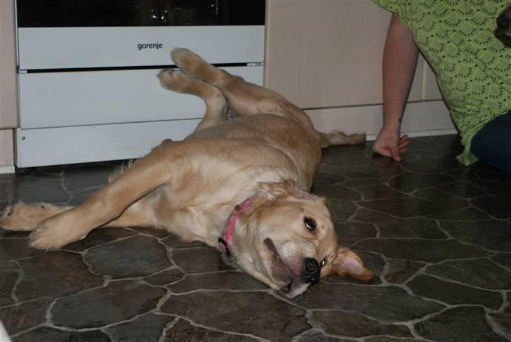 Golden retriever Lady Molly ll - Hun er virkelig en smuk og stor charmetrold. 11-2-09 billede 18