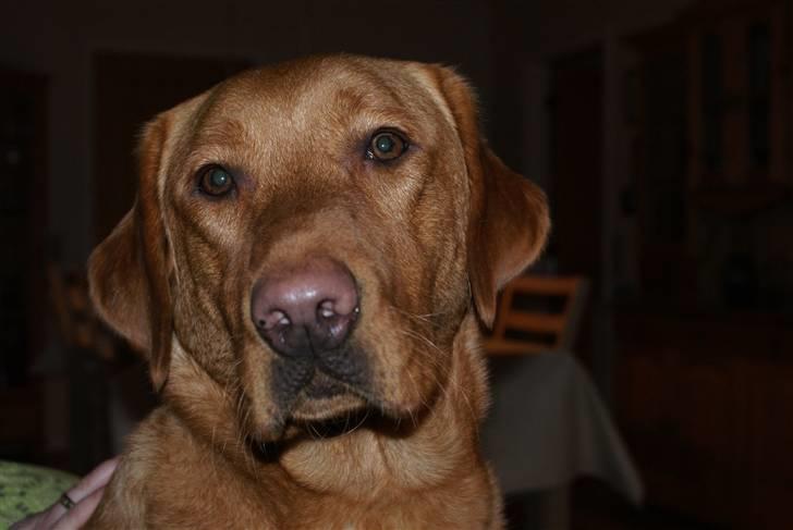 Labrador retriever Rollo billede 18