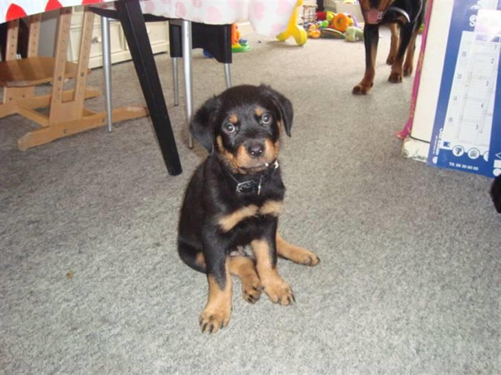 Rottweiler Tiesto - Jeg hedder Tiesto og er 8 uger gammel :o)  billede 1