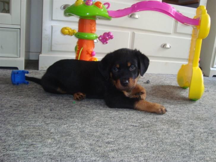 Rottweiler Tiesto billede 2