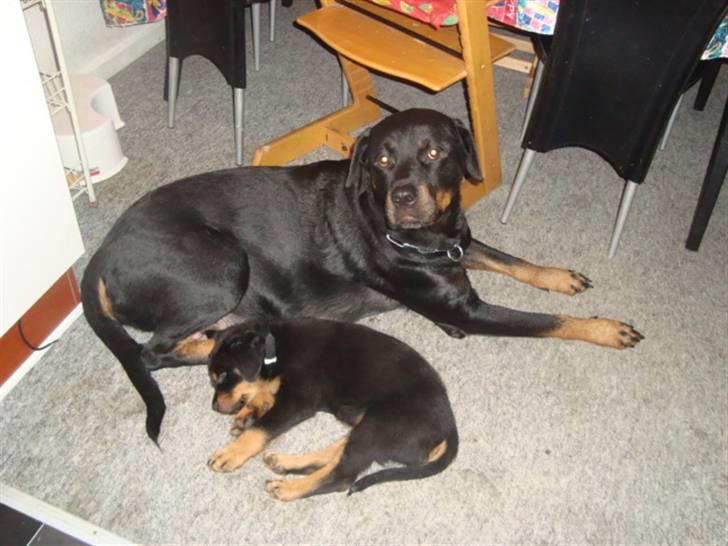 Rottweiler Tiesto - Her ligger jeg lidt sammen med min søde mor :o)  billede 3