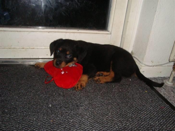 Rottweiler Tiesto - jeg er lidt en tøz ..elsker hjerte puder :-) billede 4