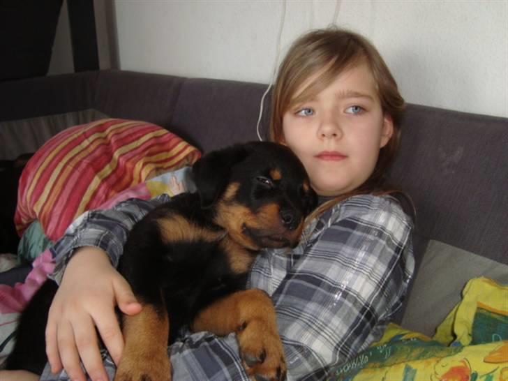 Rottweiler Tiesto - putter hos søster .. billede 5