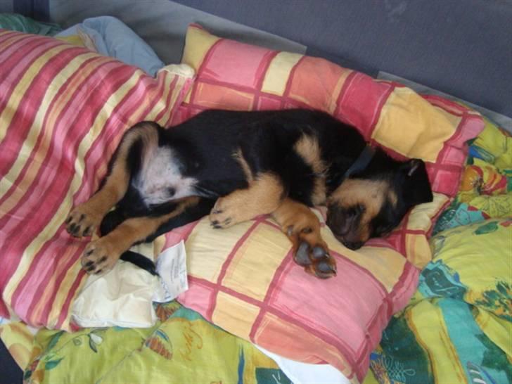 Rottweiler Tiesto - og nu er jeg altså gået kold .. ville I oz gøre med 3 unger i huset og larm -Gg billede 6