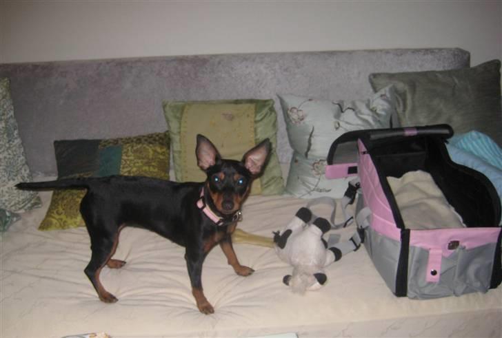 Dvaergpinscher Stella - Stella med sin legeko, som hun tror er hendes hvalp.  billede 4