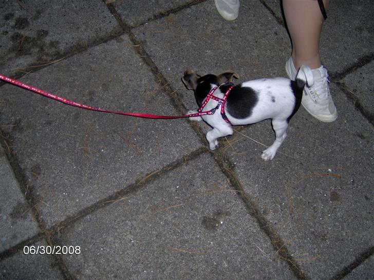 Dansk svensk gaardhund Loui  *himmelhund* :'/ - se min flotte snor, den købte vi dagen efter jeg kom hjem til mine nye forældre :) billede 11