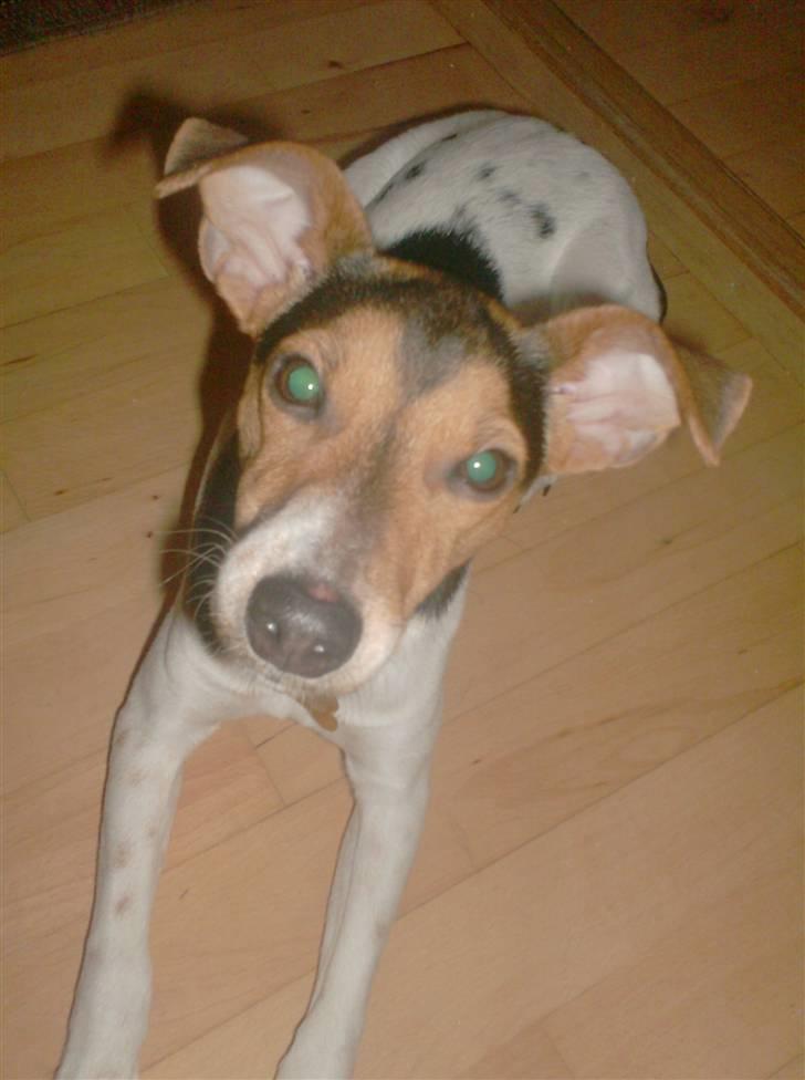 Dansk svensk gaardhund Loui  *himmelhund* :'/ - er jeg ikke god til at "dække"? :D  billede 12