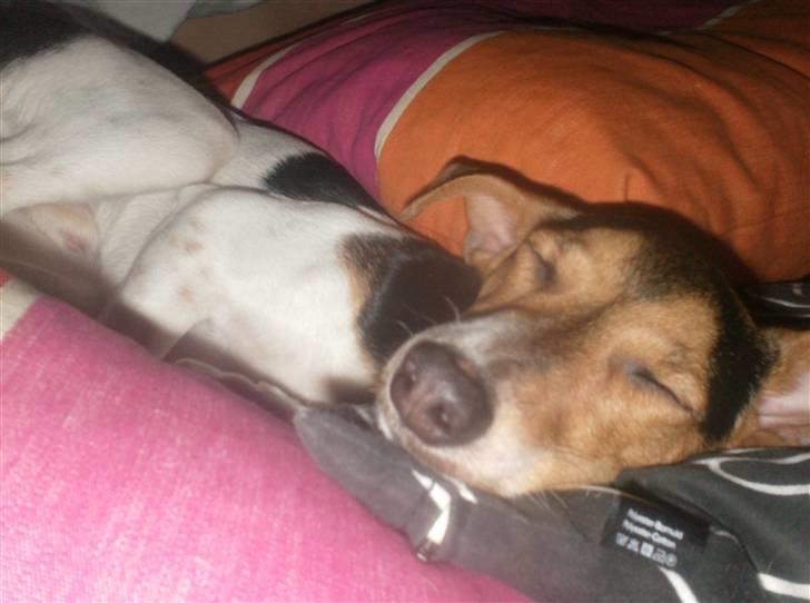 Dansk svensk gaardhund Loui  *himmelhund* :'/ - ligger lige og sover oppe i sengen!  billede 13