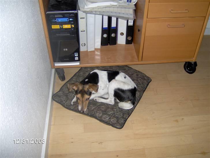 Dansk svensk gaardhund Loui  *himmelhund* :'/ - det er hjemme hos min mormor, den pude er bare god!  billede 14