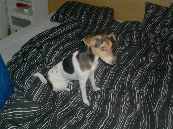 Dansk svensk gaardhund Loui  *himmelhund* :'/ - i mine forældres seng. billede 15