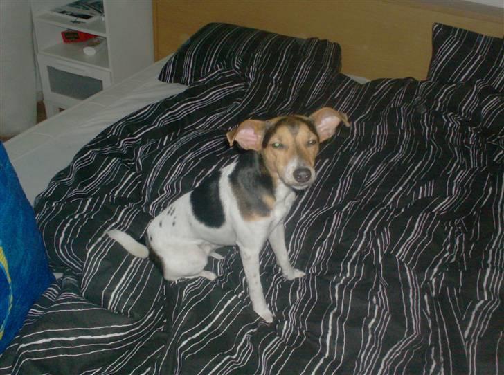 Dansk svensk gaardhund Loui  *himmelhund* :'/ - og igen :)  billede 16