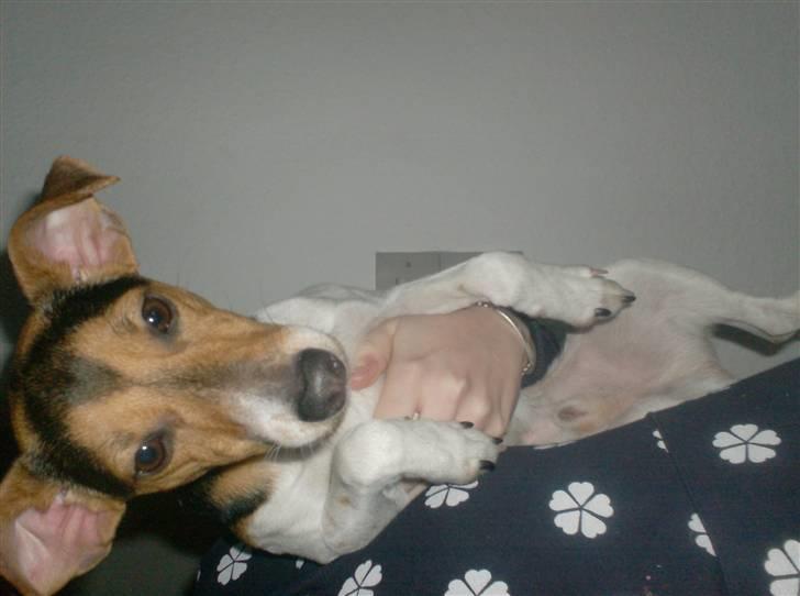 Dansk svensk gaardhund Loui  *himmelhund* :'/ - her er jeg på mors arm :D  billede 17