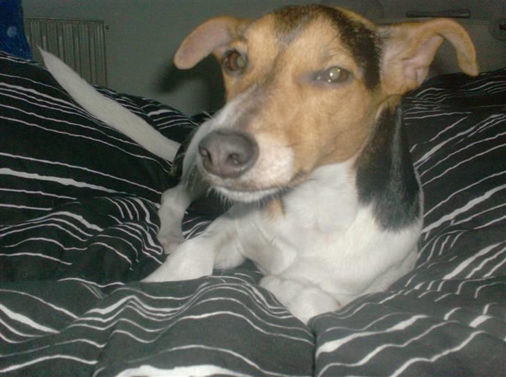 Dansk svensk gaardhund Loui  *himmelhund* :'/ - aiiij, ikke flere billeder :) billede 18