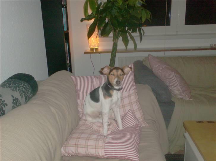 Dansk svensk gaardhund Loui  *himmelhund* :'/ - lige vågnet :)  billede 19