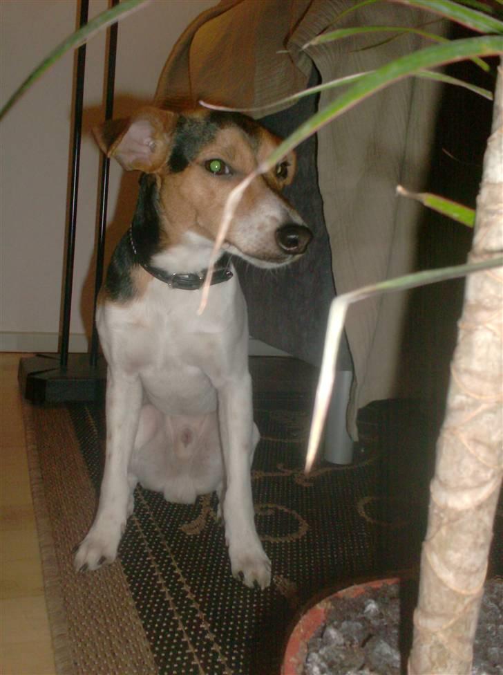 Dansk svensk gaardhund Loui  *himmelhund* :'/ - jeg synes planter flotte! :D  billede 20