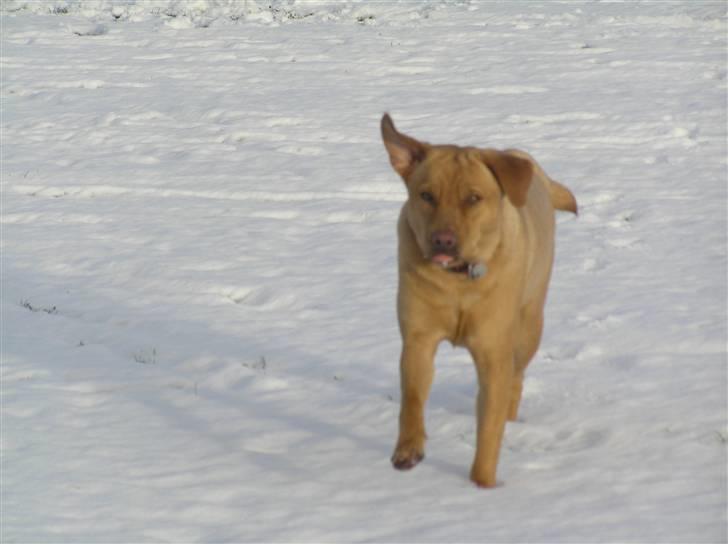 Labrador retriever molly R.I.P billede 6