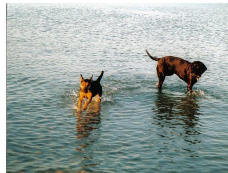 Tysk jagtterrier laika - Elsker at være ved stranden , her med min bedste legekammerat...... billede 11