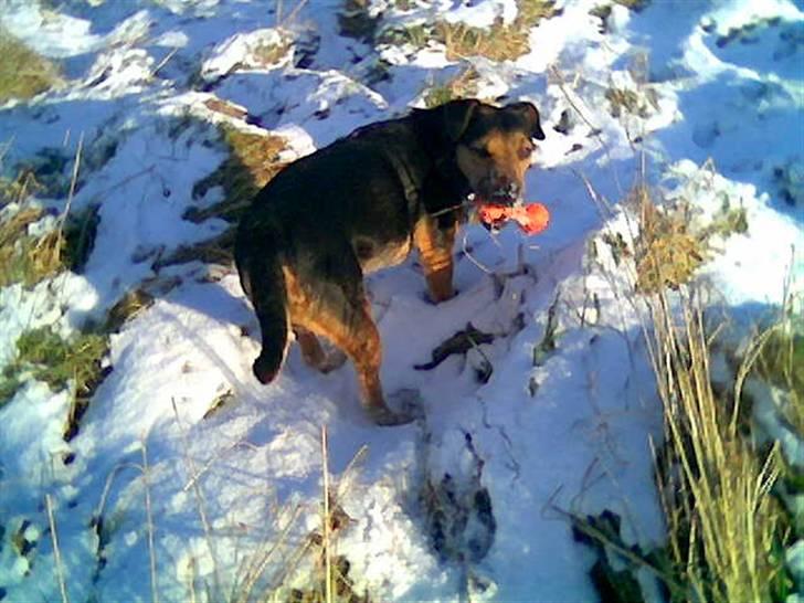 Tysk jagtterrier laika - Ude i sneen , det er herligt...... billede 12