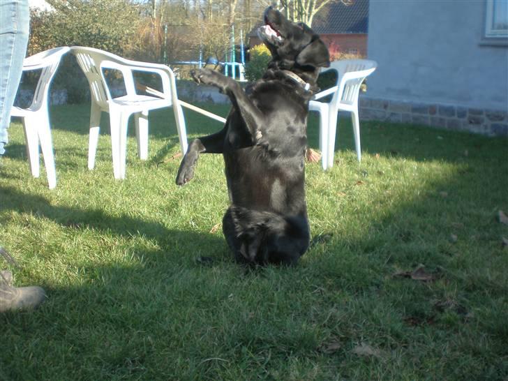 Blanding af racer Cille R.I.P :'( billede 11