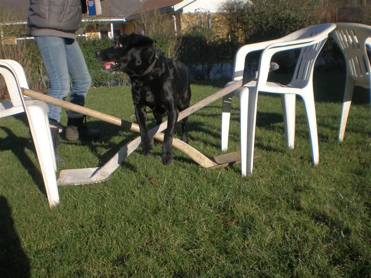 Blanding af racer Cille R.I.P :'( billede 12