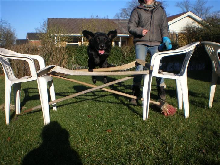 Blanding af racer Cille R.I.P :'( billede 13