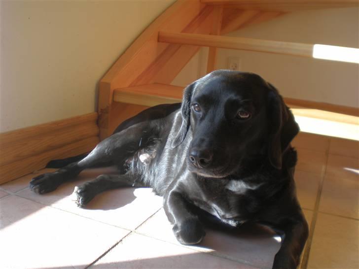 Blanding af racer Cille R.I.P :'( billede 14