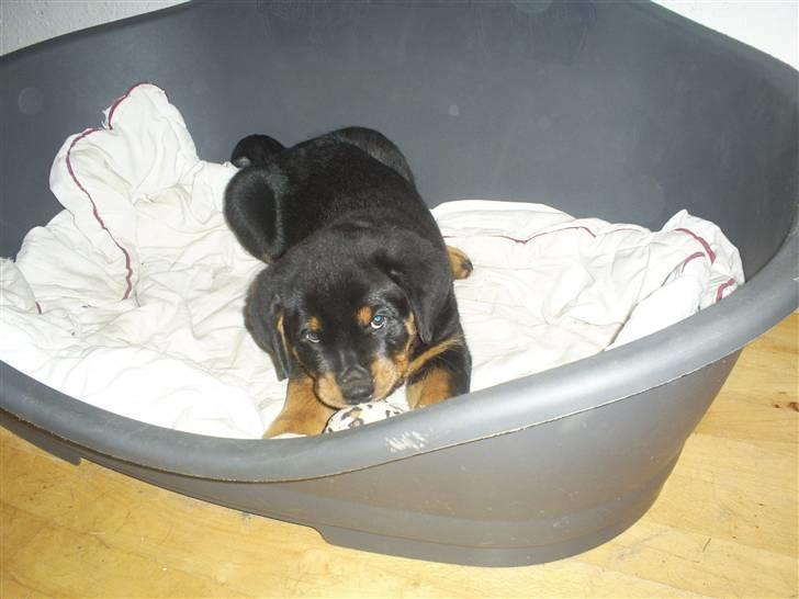 Rottweiler Ziva aka "pølse" - Ziva leger med sin bold billede 9