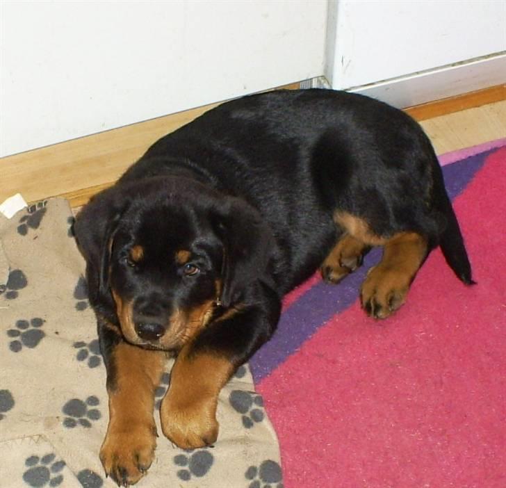 Rottweiler Ziva aka "pølse" - ligger på sit tæppe i køkkenet billede 10
