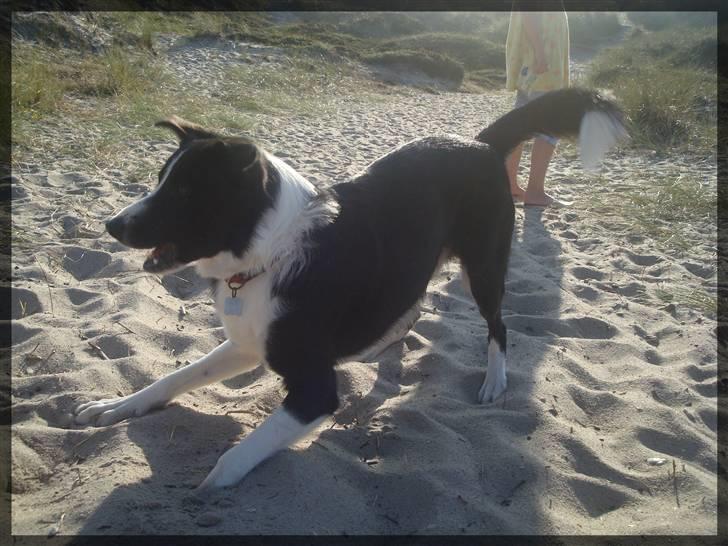 Border collie Spot - R.I.P 18/5 2010 - 10. Kom bare !  billede 11