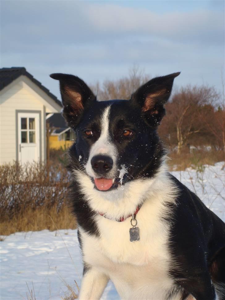 Border collie Spot - R.I.P 18/5 2010 - 11. Flotte spot billede 12