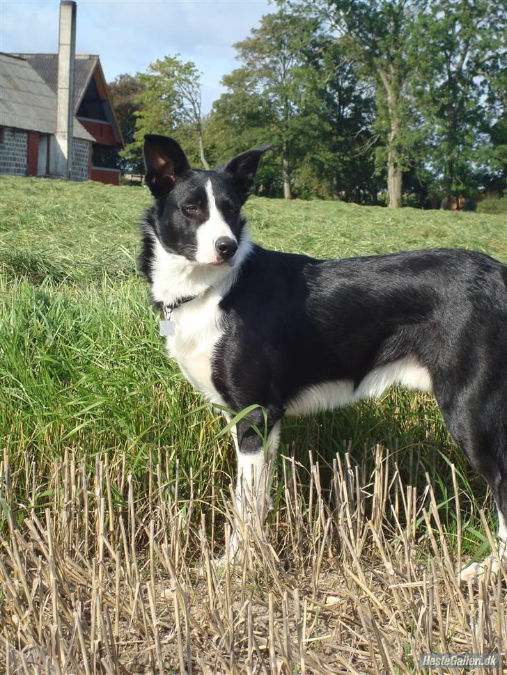 Border collie Spot - R.I.P 18/5 2010 - 12. Sommer 08 billede 13