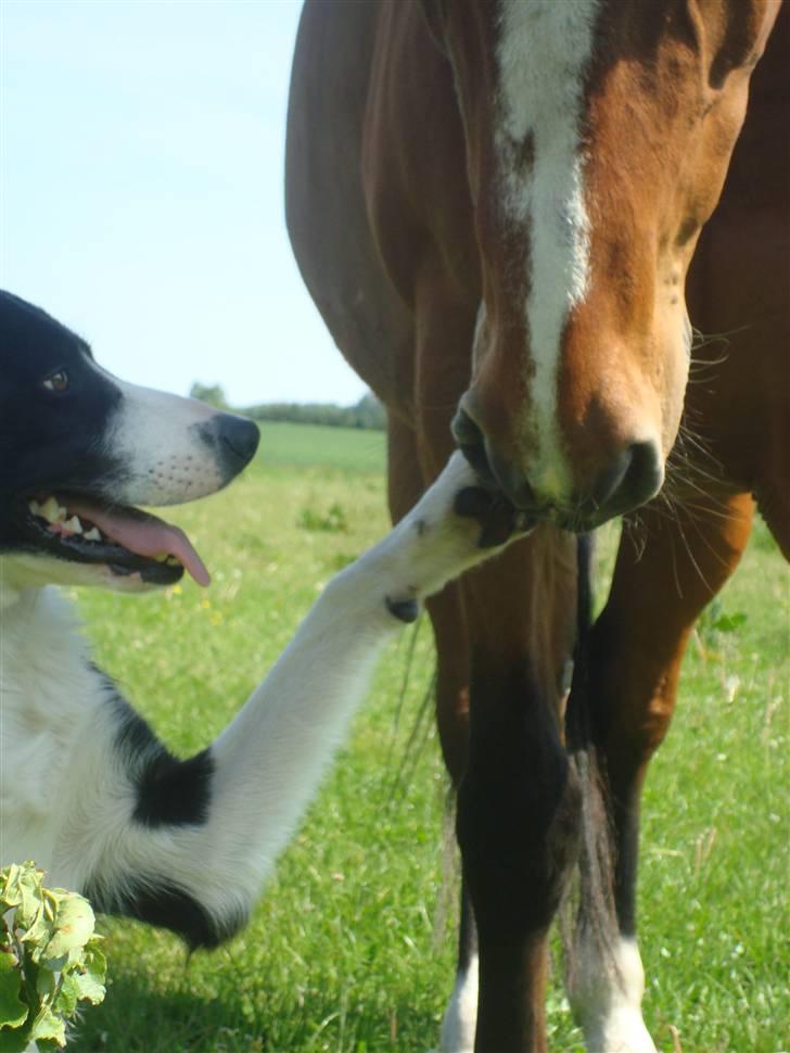 Border collie Spot - R.I.P 18/5 2010 - 14. Spot og Flying - De hygger lige lidt.  billede 15