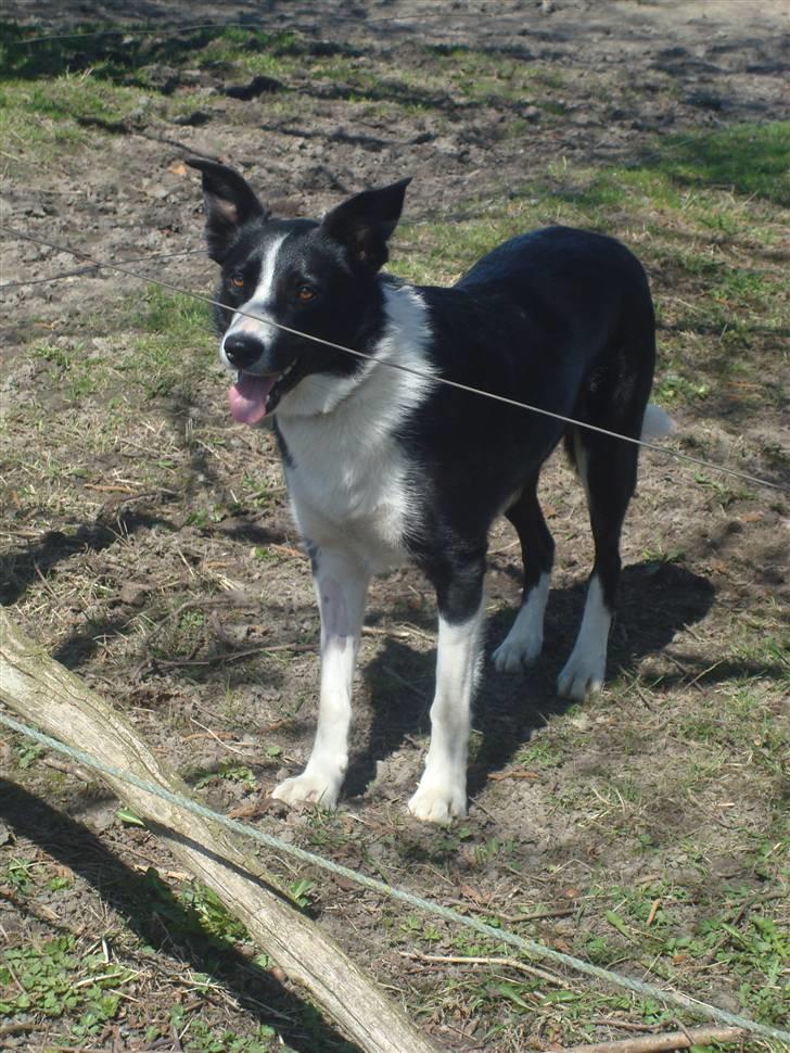 Border collie Spot - R.I.P 18/5 2010 - 16. Kigger lige ind på heste folden.  billede 17