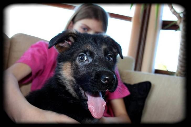 Schæferhund Team Dika´s Marcela billede 1