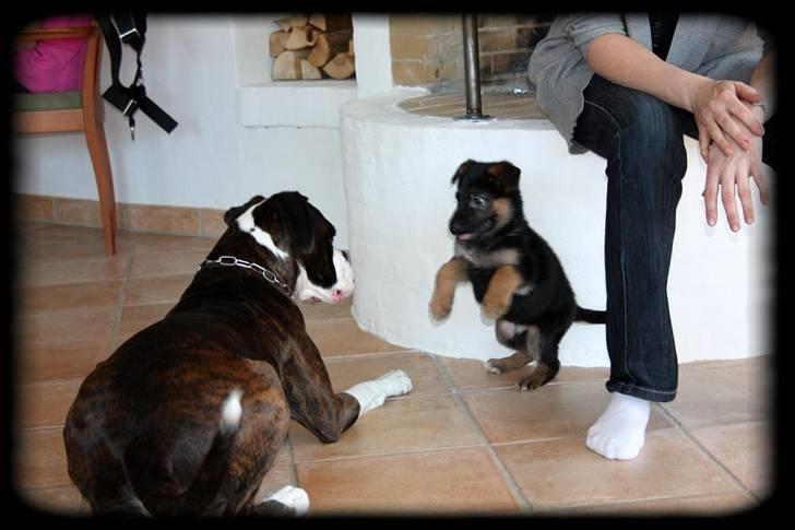 Schæferhund Team Dika´s Marcela - Nå sagde du noget hva....G billede 3