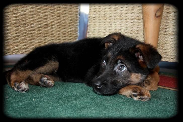 Schæferhund Team Dika´s Marcela - ahva sir du.......skal vi ud igen.....!?! billede 5