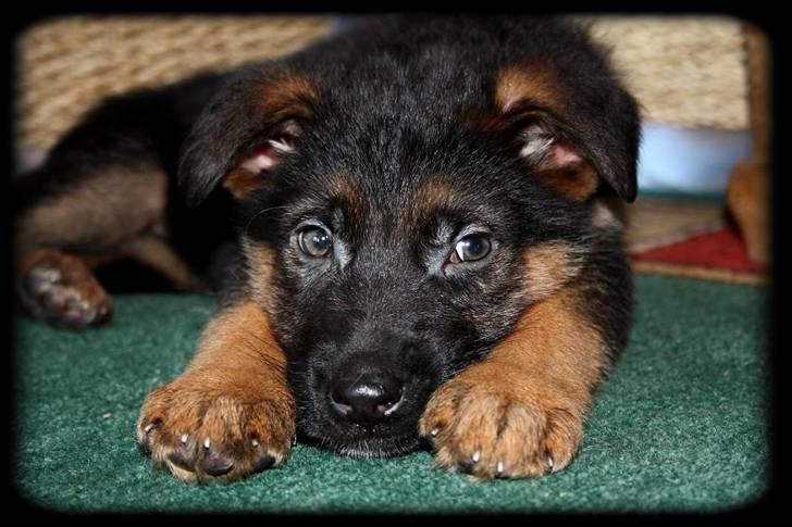 Schæferhund Team Dika´s Marcela - men vi har jo lige været ude..... billede 6