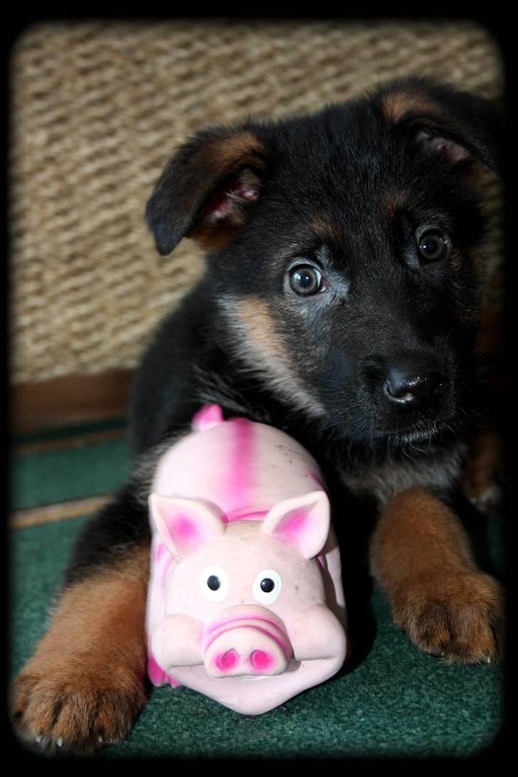 Schæferhund Team Dika´s Marcela billede 7