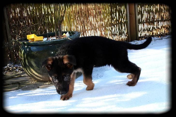Schæferhund Team Dika´s Marcela - huh det koldt hva....... skal vi ik ind igen.... billede 8