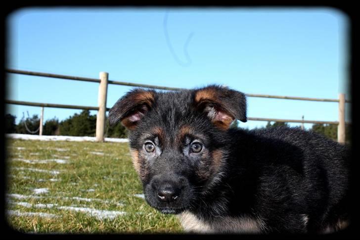 Schæferhund Team Dika´s Marcela billede 9