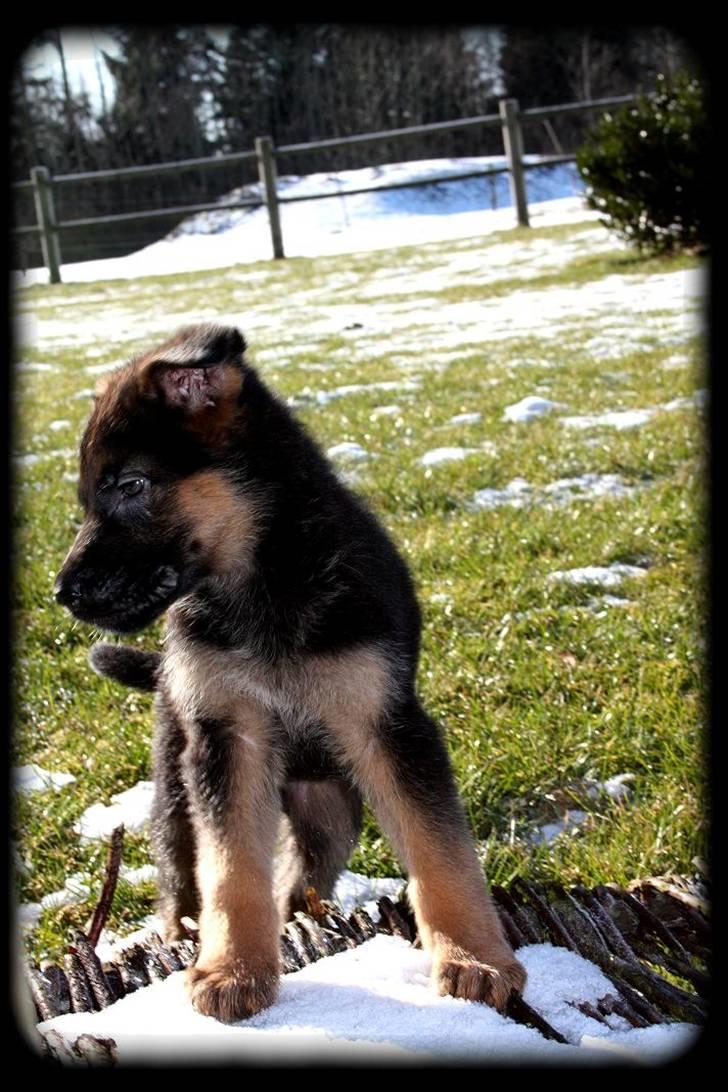 Schæferhund Team Dika´s Marcela - årh det hårdt at være sådan en charmetrold..... billede 10