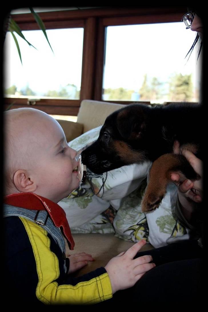 Schæferhund Team Dika´s Marcela - mys mys..... og stik mig så den sut ;) billede 11