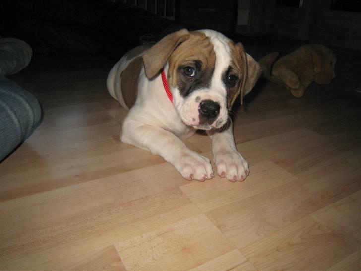 Amerikansk bulldog Sheja  - første dag hjemme:P 8 uger billede 3